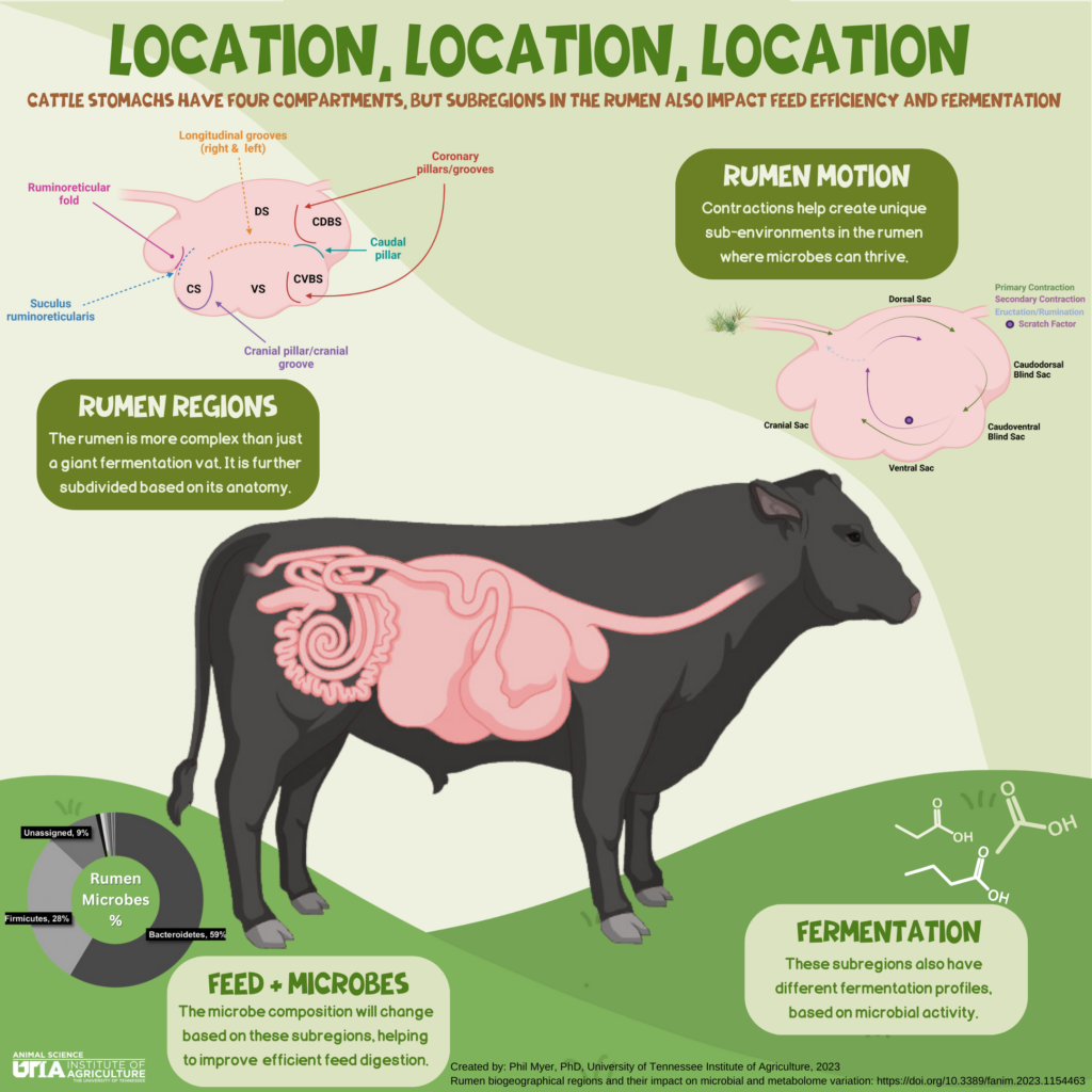 Inside The Rumen Rumen Microbes | Department of Animal Science