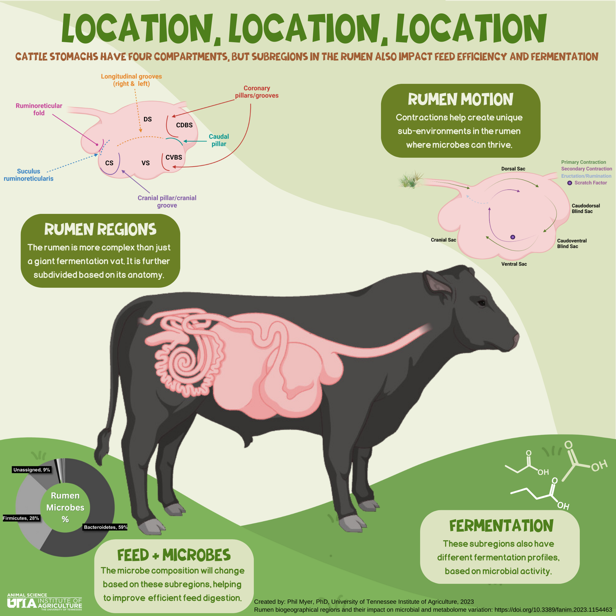 Infographic depicting the regions of a cattle rumen
