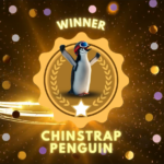 2024 Winner-Chinstrap Penguin