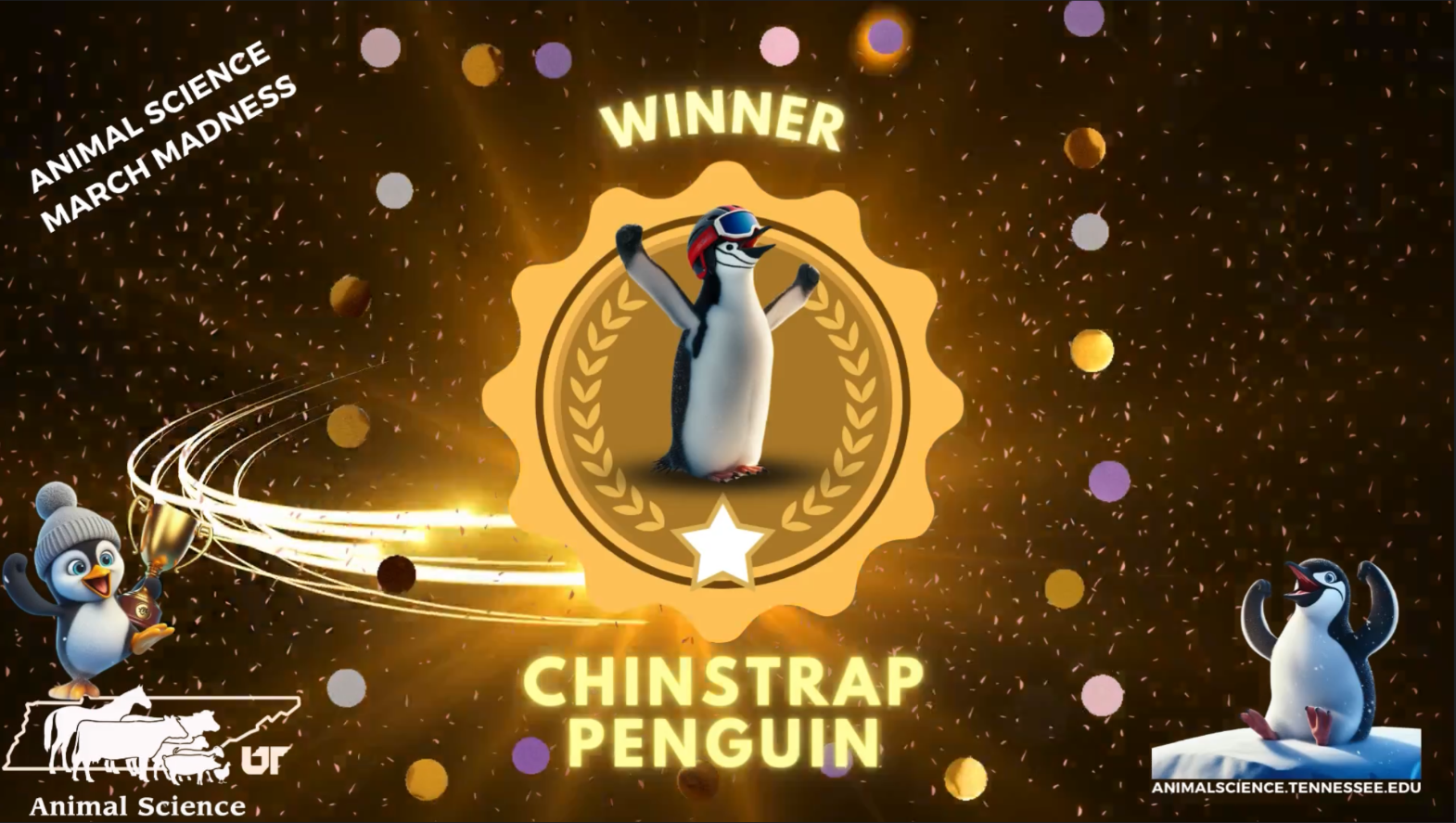 2024 Winner-Chinstrap Penguin