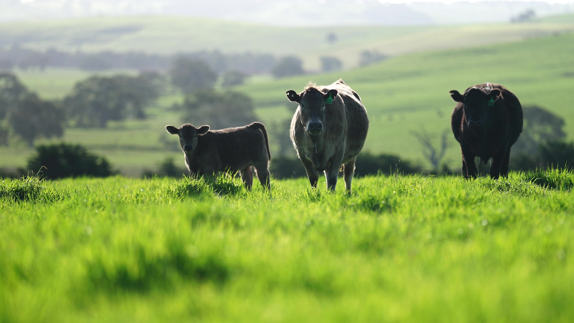 Beef Cattle