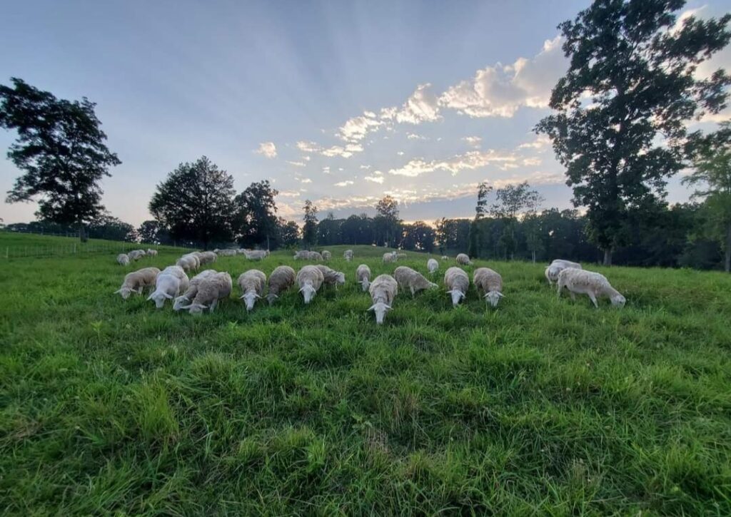 Sheep grazing in a field