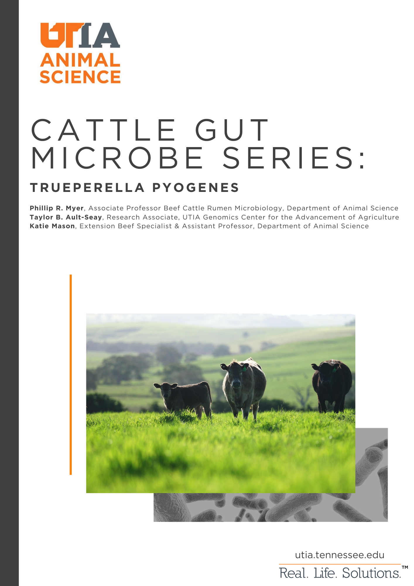Rumen Microbes - Cattle Gut Microbe Series | Department of Animal Science