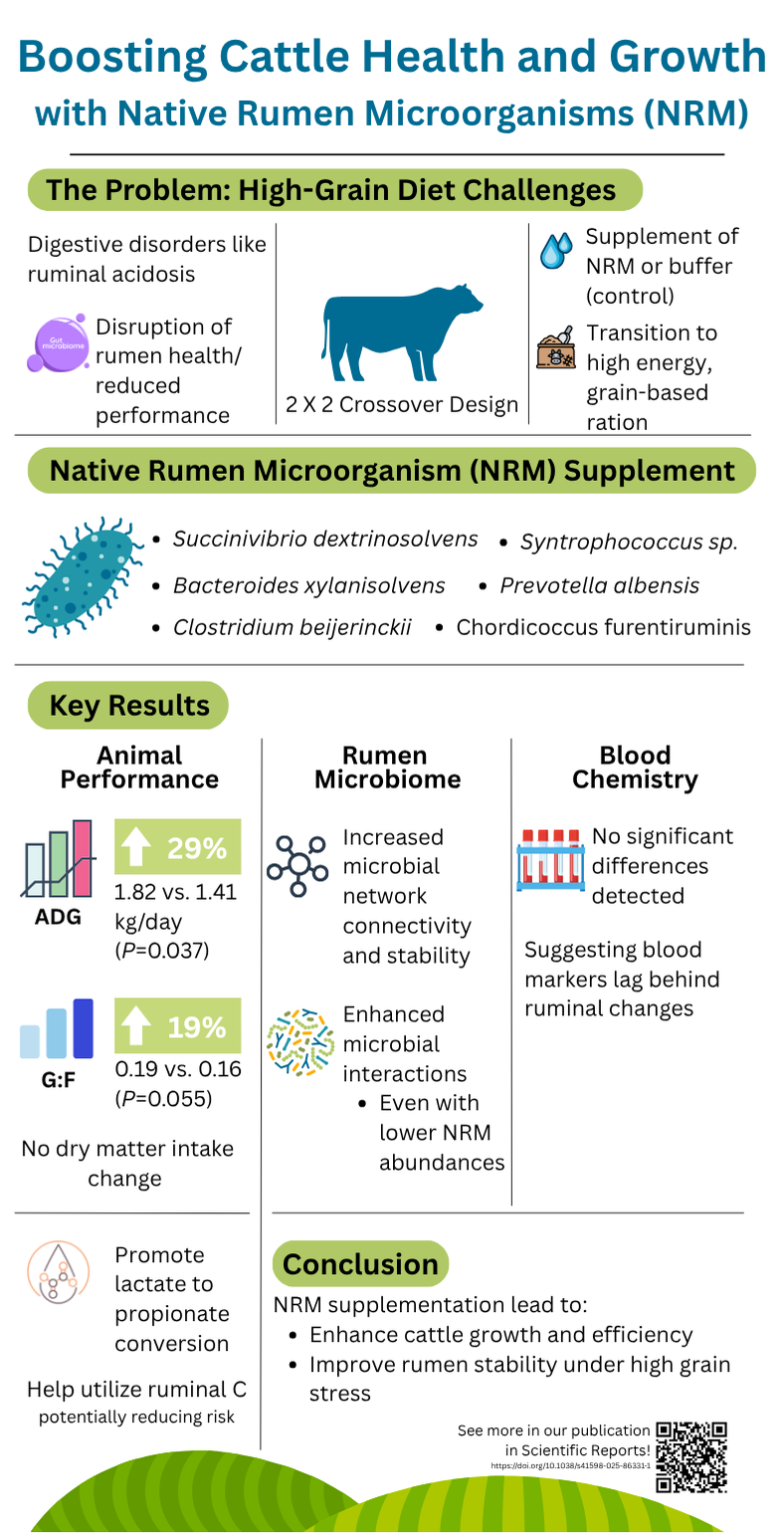 Infographic depicting a research project in beef cattle using native rumen microbes to enhance feed efficiency and health