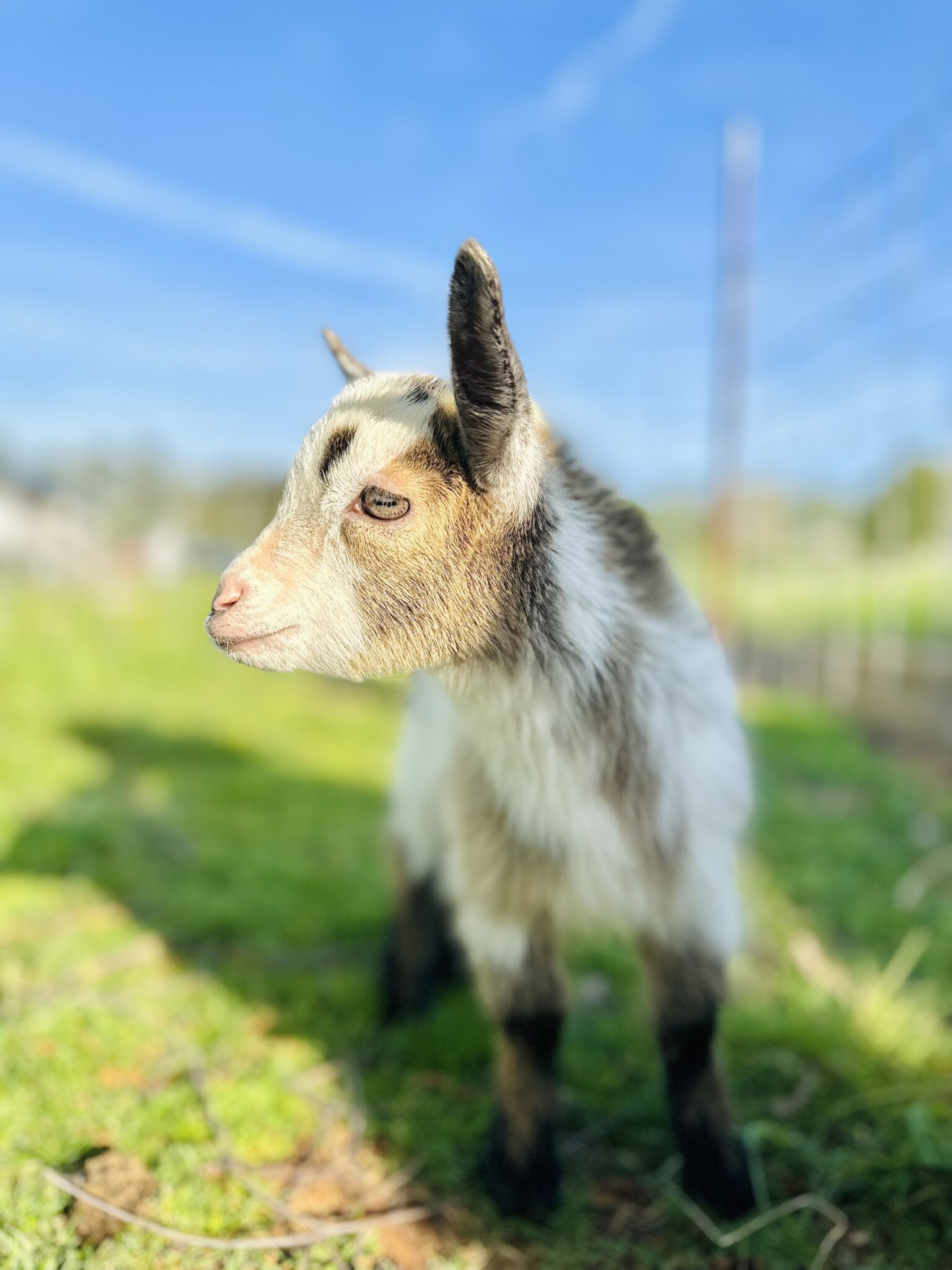 UT Small Ruminants | Department of Animal Science