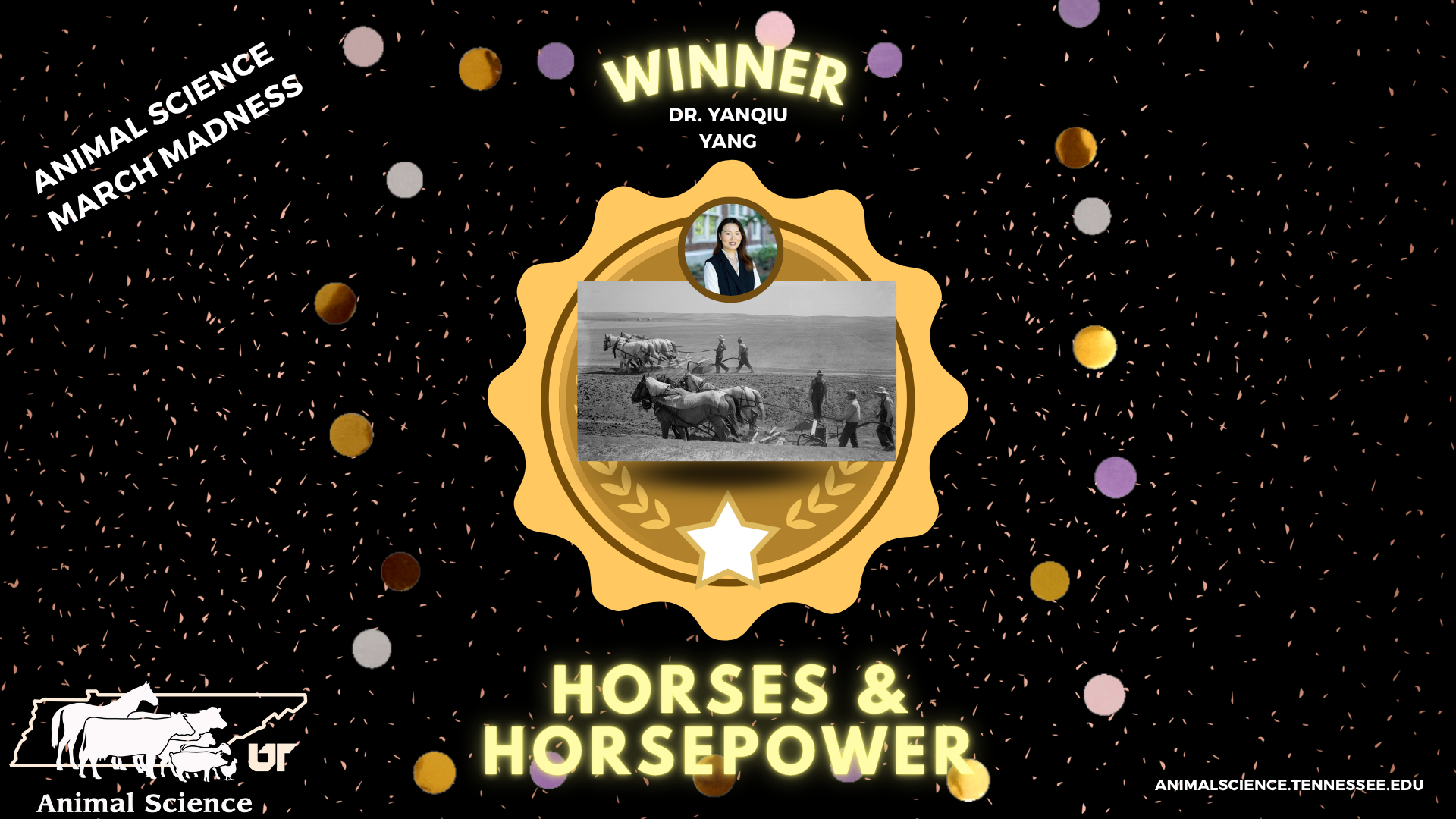 Winner image - Horses for Dr. Yang