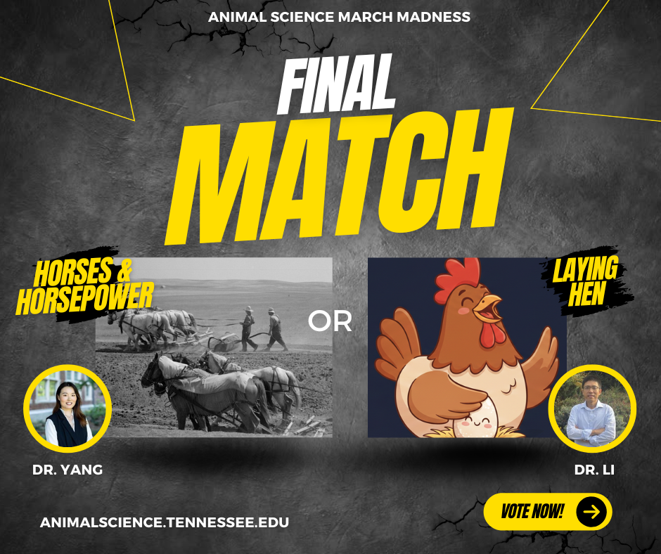 Matchup image - Horses for Dr. Yang and Laying Hen for Dr. Li